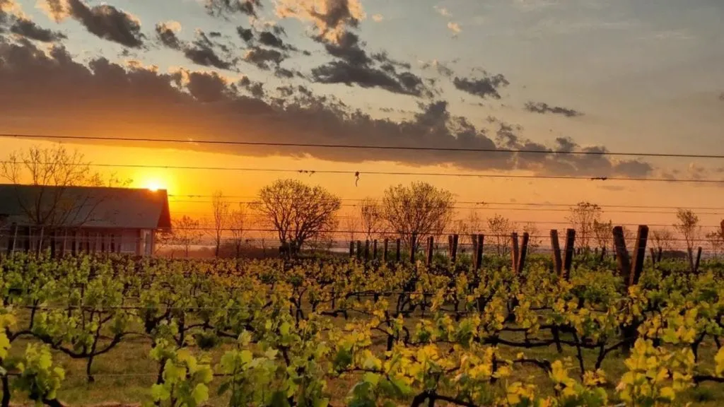 Nuevas zonas emergentes del vino argentino: territorios que amplían el mapa