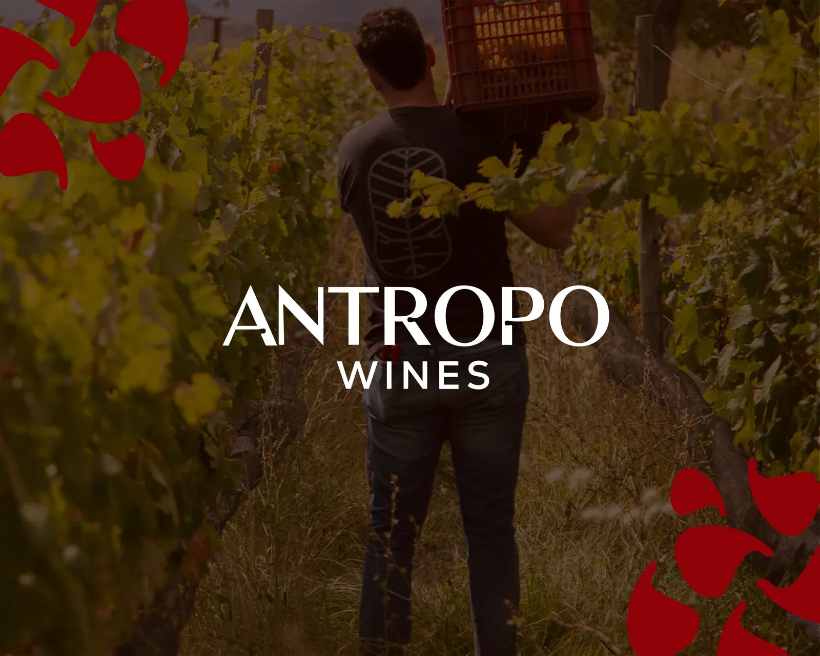 Antropo Wines