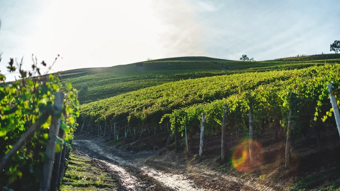 Cómo organizar una cata de vinos naturales en tu vinoteca: guía paso a paso