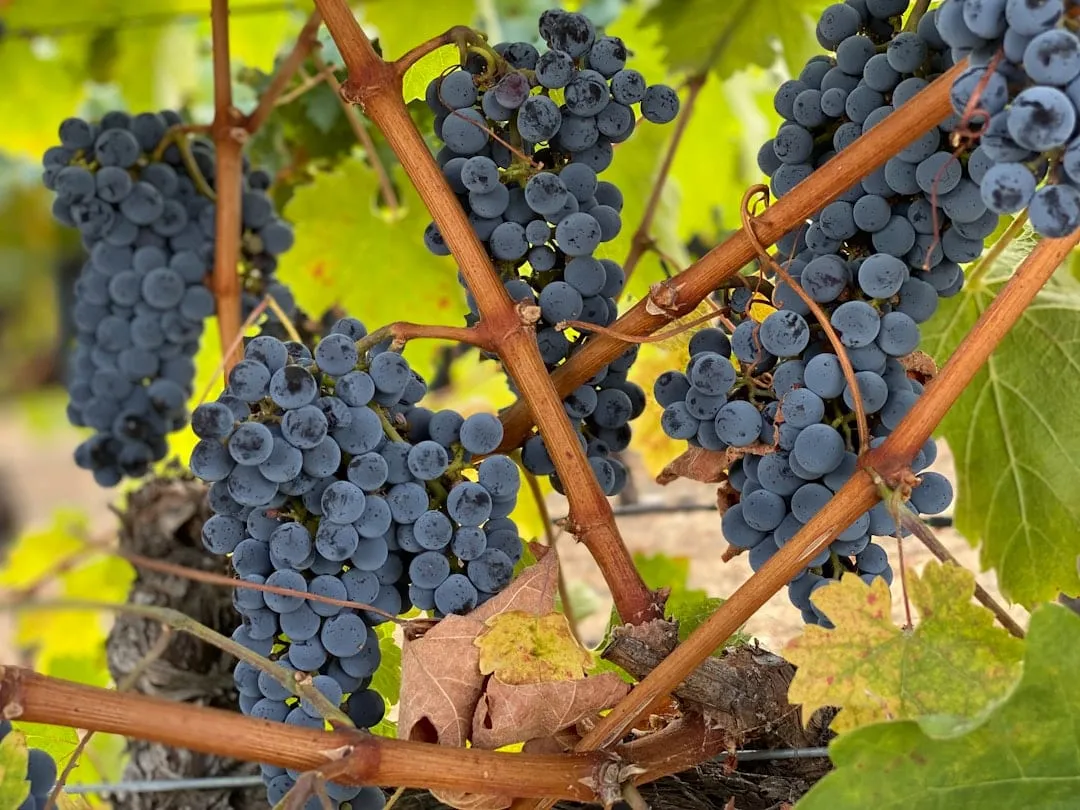 Antropo Wines: la bodega urbana de Jujuy que reinterpreta la Quebrada de Humahuaca