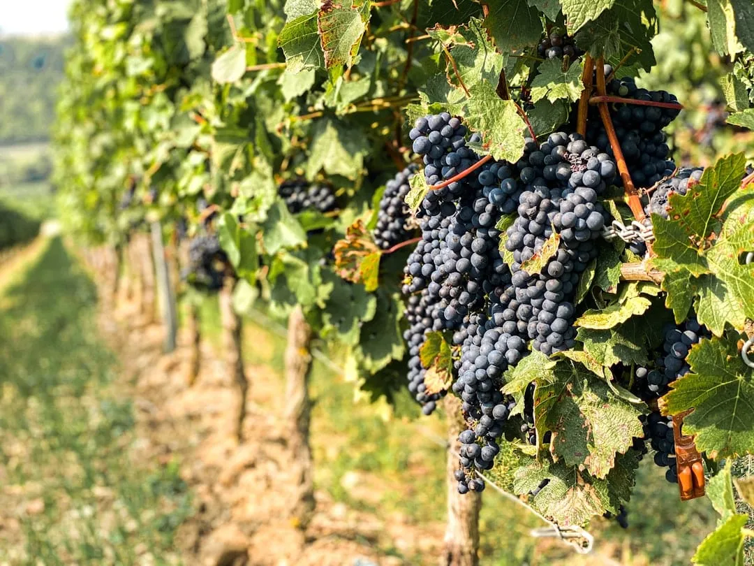 Vino naranjo y cocina oriental: el maridaje que le suma personalidad a tu carta