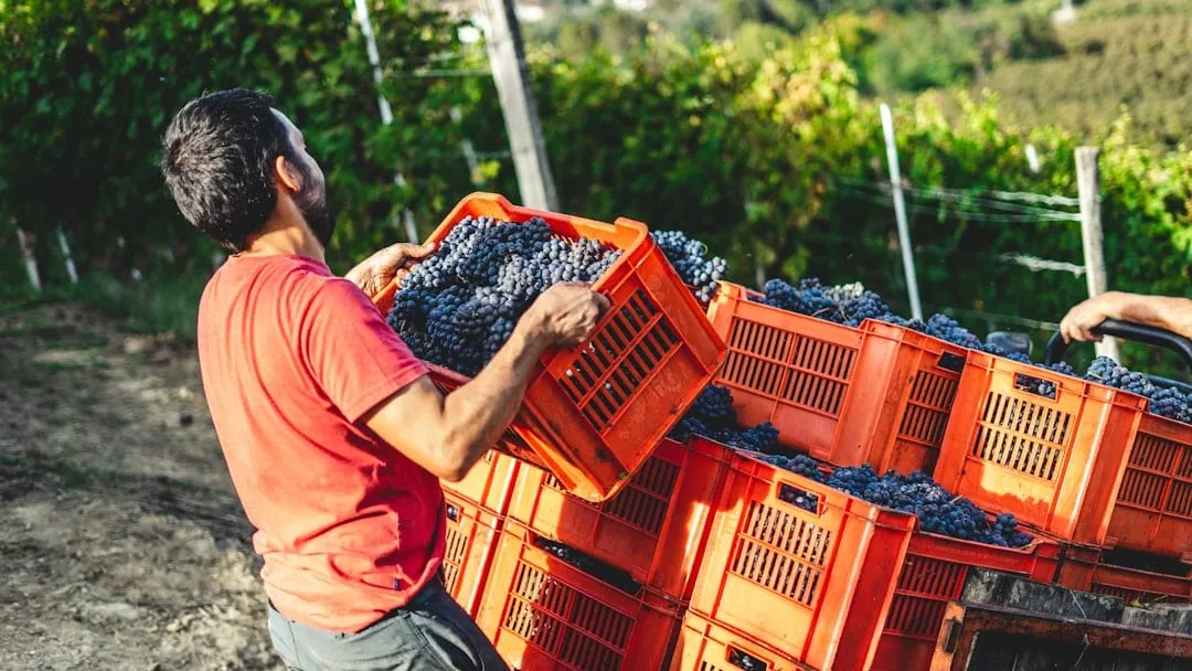 Pielihueso: la bodega de Tunuyán que puso al vino naranjo argentino en el mapa