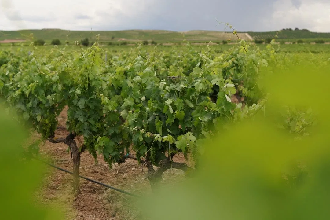 Bodegas Centenarias Argentinas: El Legado Familiar que Forjó una Industria