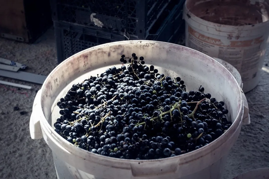 Maridaje Perfecto: Vinos Italianos Argentinos y Pastas - Guía Completa