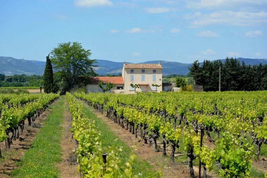 Vinos de Altura: Los Secretos del Terruño Argentino que Conquistan el Mundo