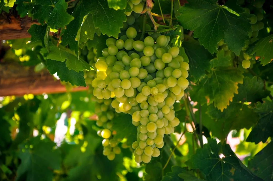 Chardonnay Argentino: Del Frescor Mineral a la Elegante Complejidad