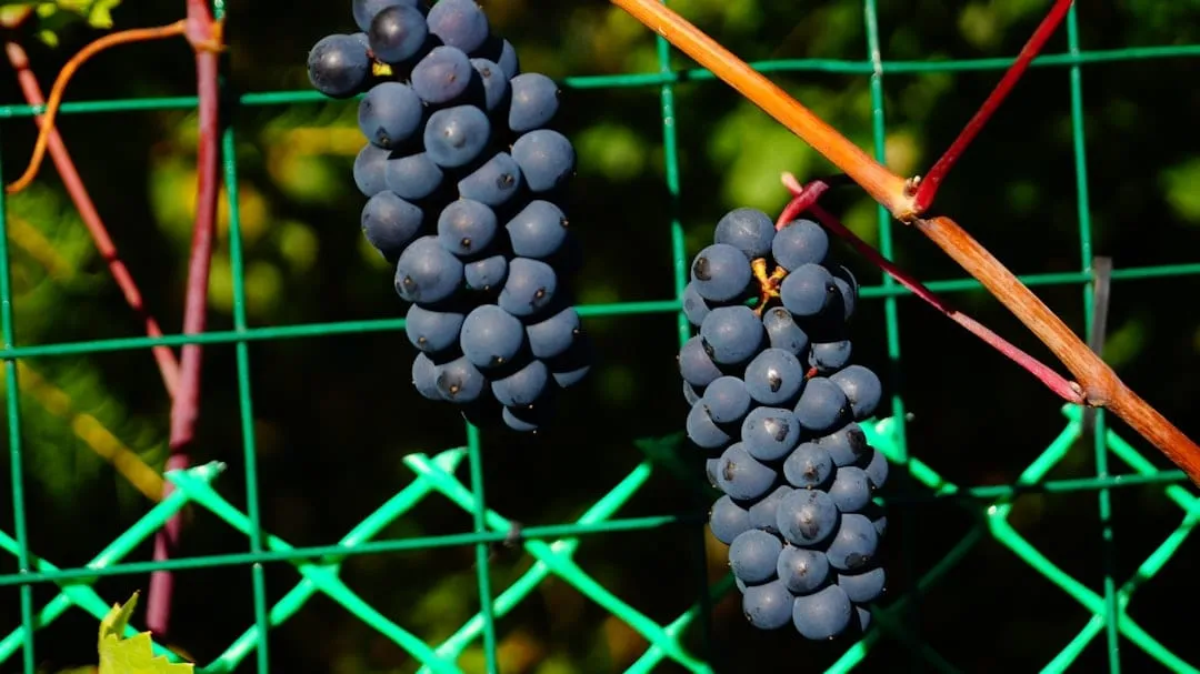 Denominación de Origen en Argentina: La Evolución del Sistema que Protege Nuestros Terruños