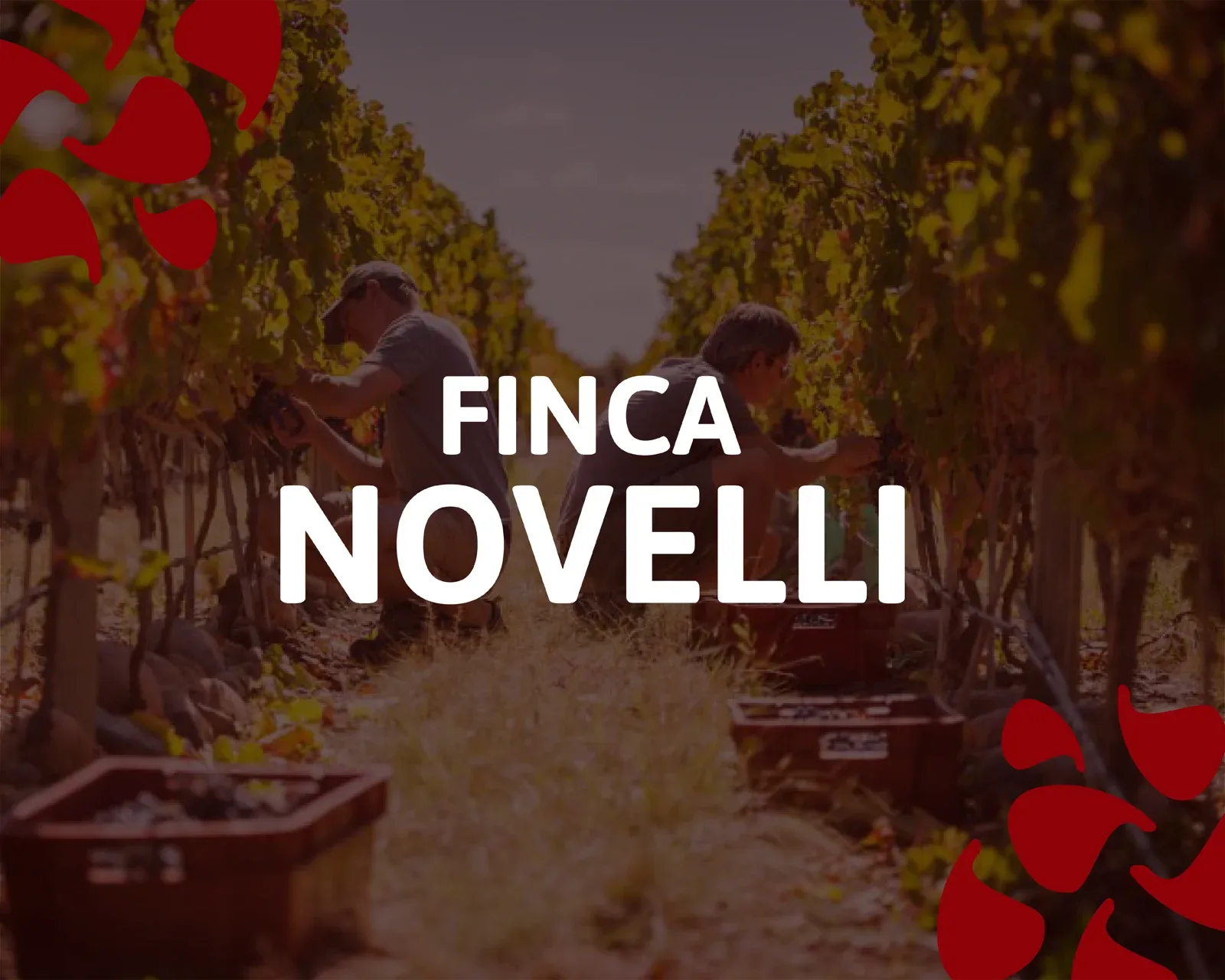 Finca Novelli