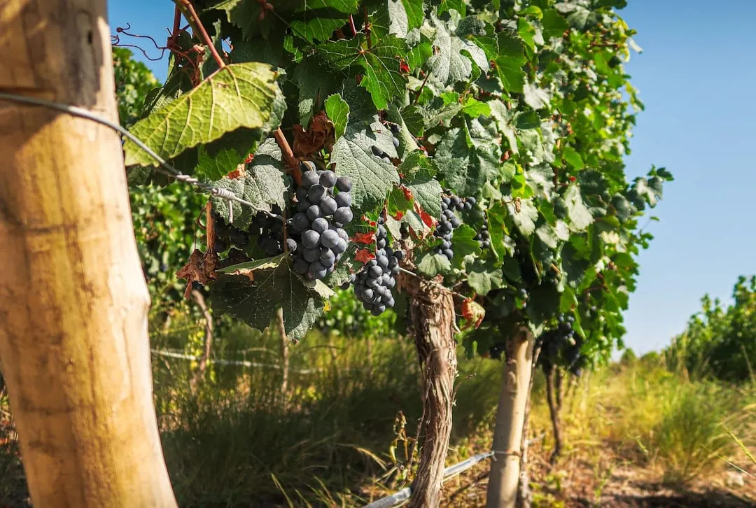 Visitas a Bodegas Argentinas: La Guía Definitiva para Planificar tu Experiencia Perfecta