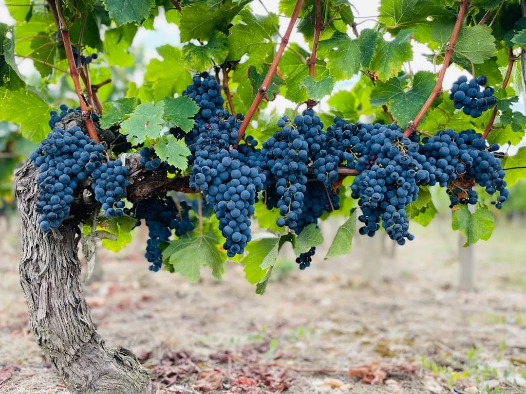 Vino naranjo y cocina oriental: el maridaje que esta rompiendo cartas