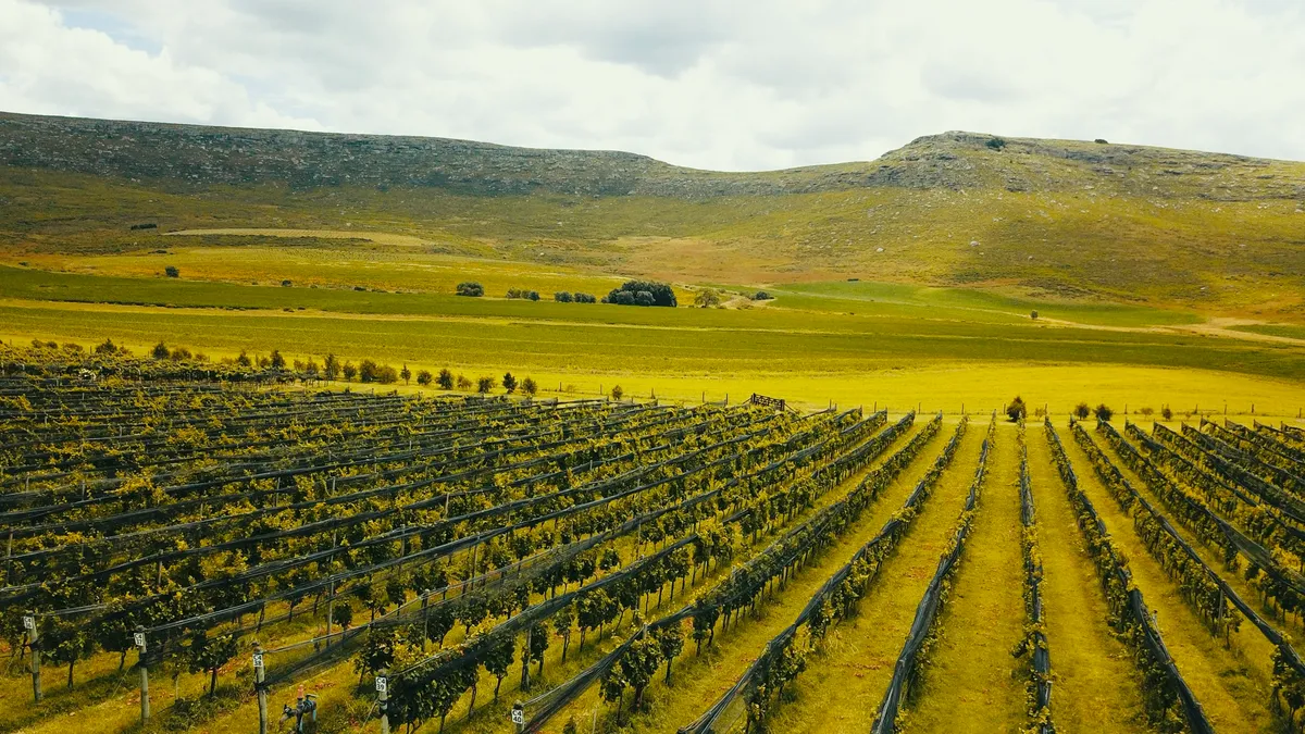 Vista aérea de la cosecha en un viñedo