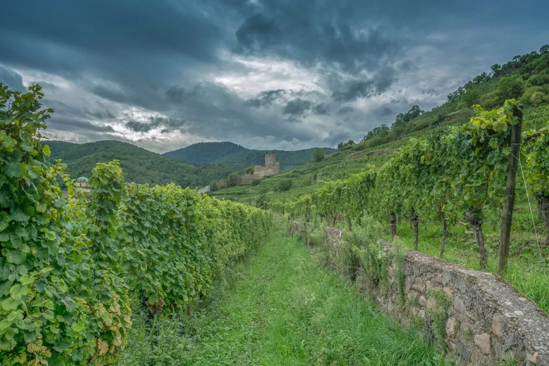 La Historia del Malbec en Argentina: De Cahors a Mendoza, el Renacer de una Cepa