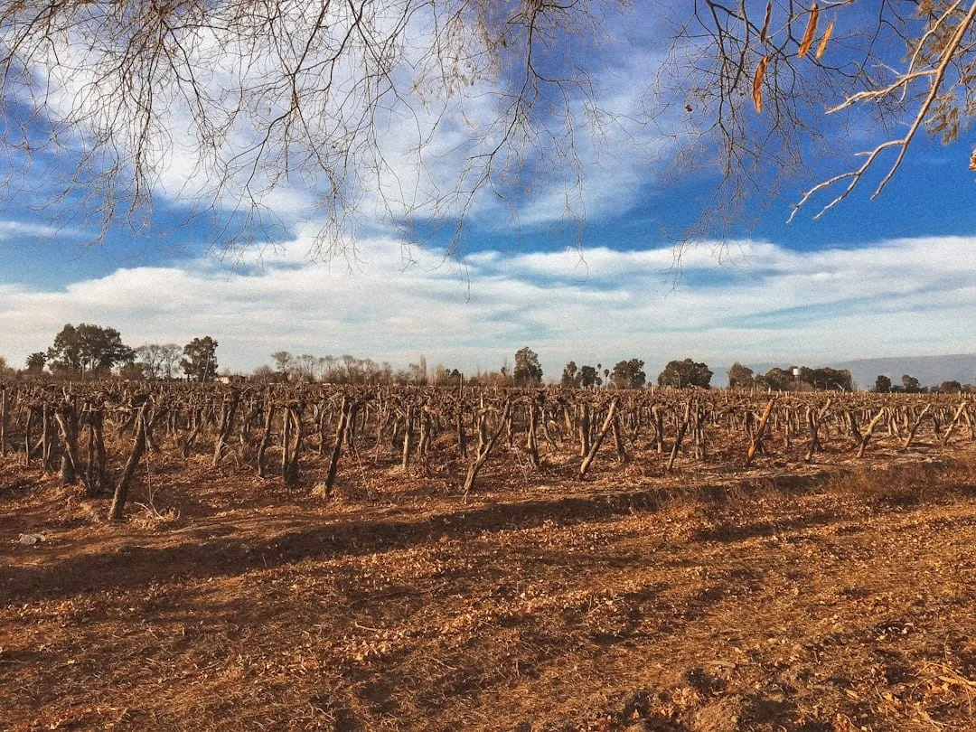 La Rioja: Vinos de Altura que Desafían los Límites del Terruño Argentino