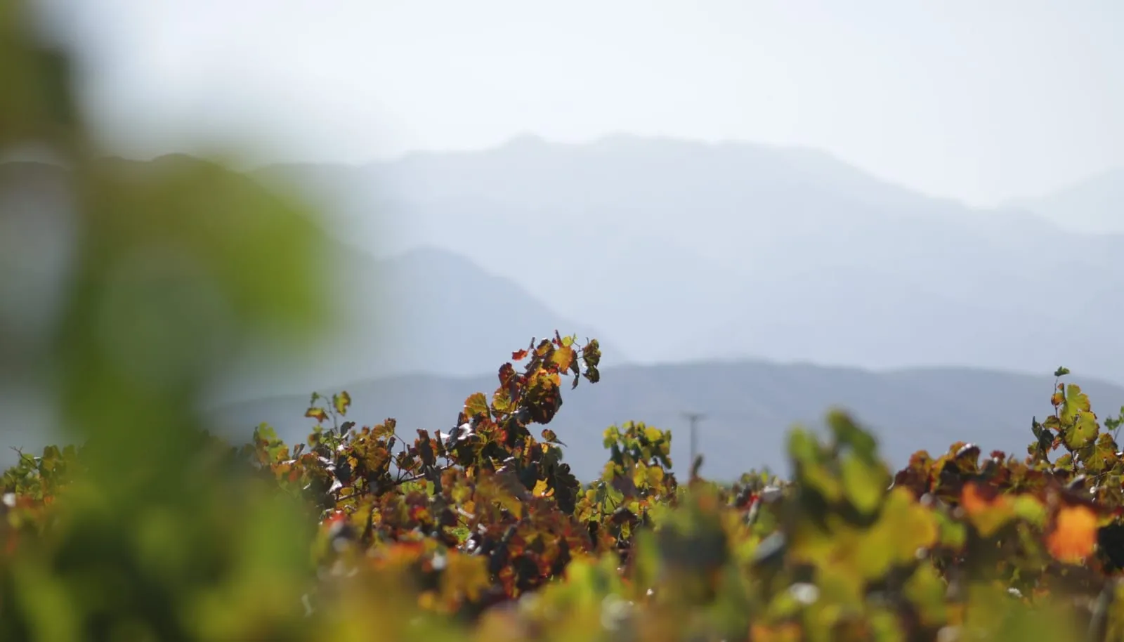 Valle de la Puerta: Vinos de altura con alma Diaguita