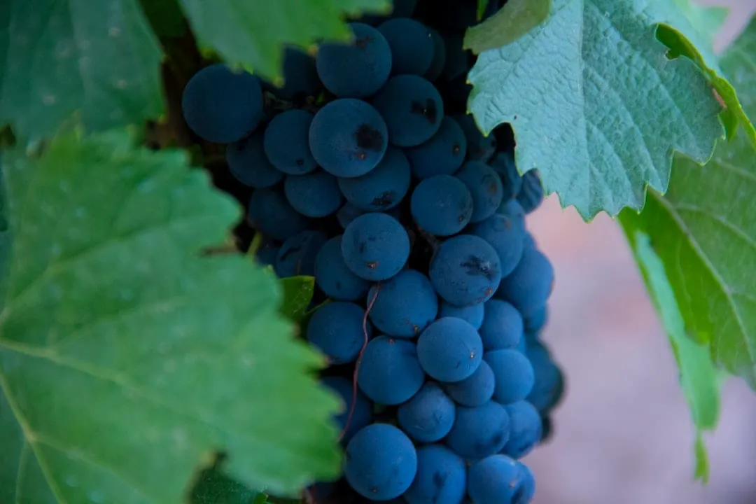 Copa de Malbec argentino