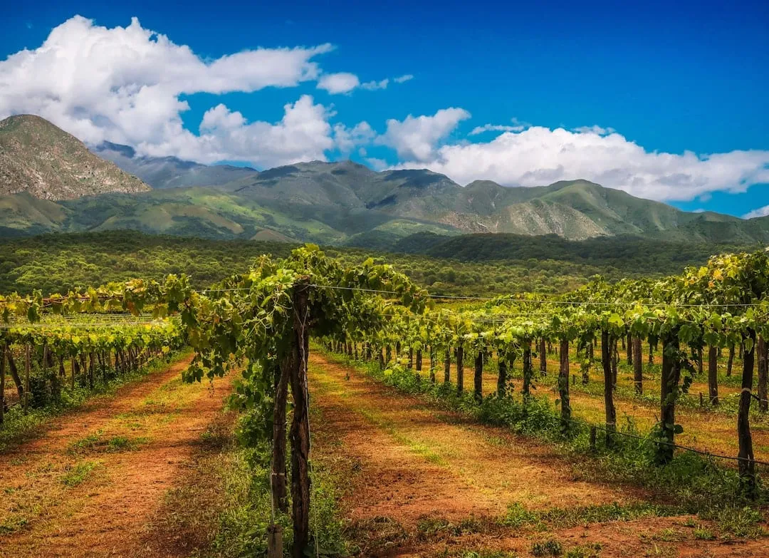 Tordos Microvinificación Cabernet Franc 2021: pureza varietal en partida pequeña