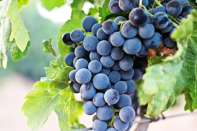 Syrah en Altura: Cuando la Elegancia se Encuentra con la Potencia en los Terruños Argentinos
