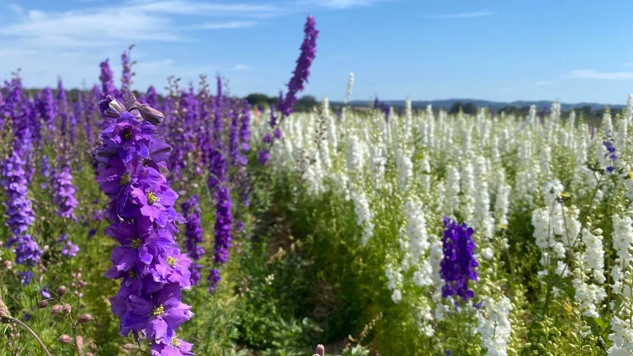 Biodiversidad en Viñedos Argentinos: Cuando la Viticultura Abraza la Naturaleza