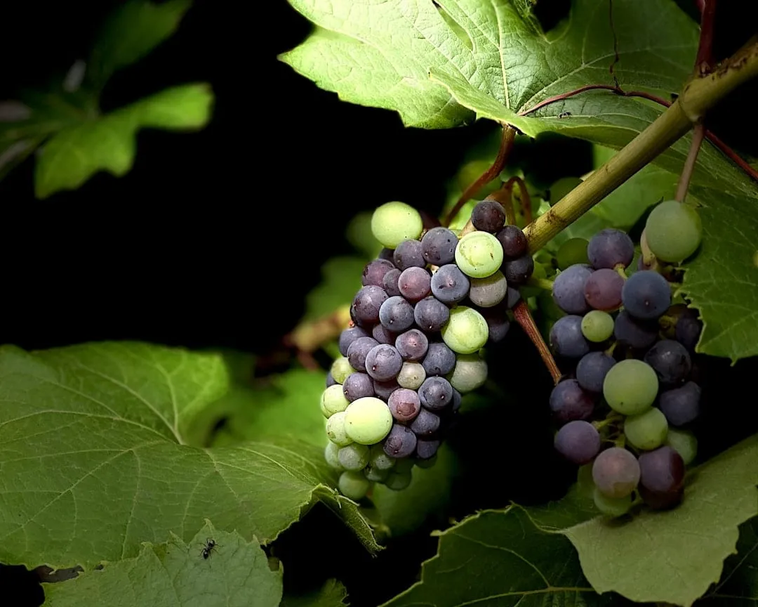 Vinos Naturales Argentinos: La Vuelta a lo Esencial en Cada Copa