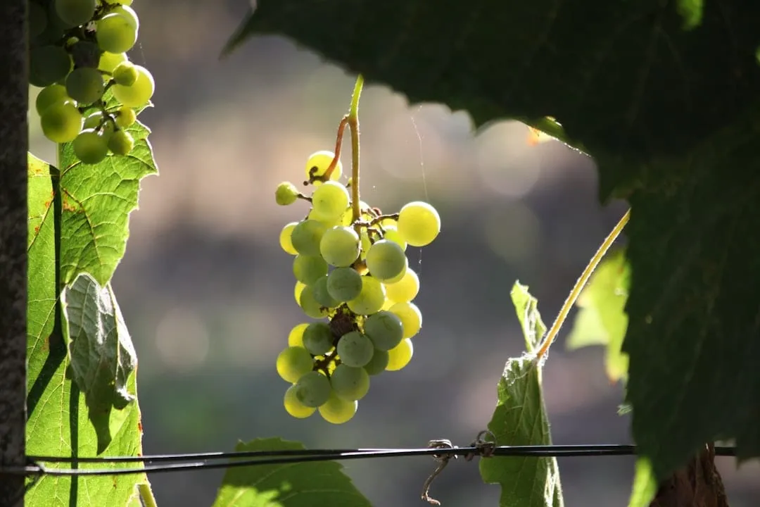 Vinos Orgánicos vs Biodinámicos: Diferencias Clave que Todo Amante del Vino Debe Conocer