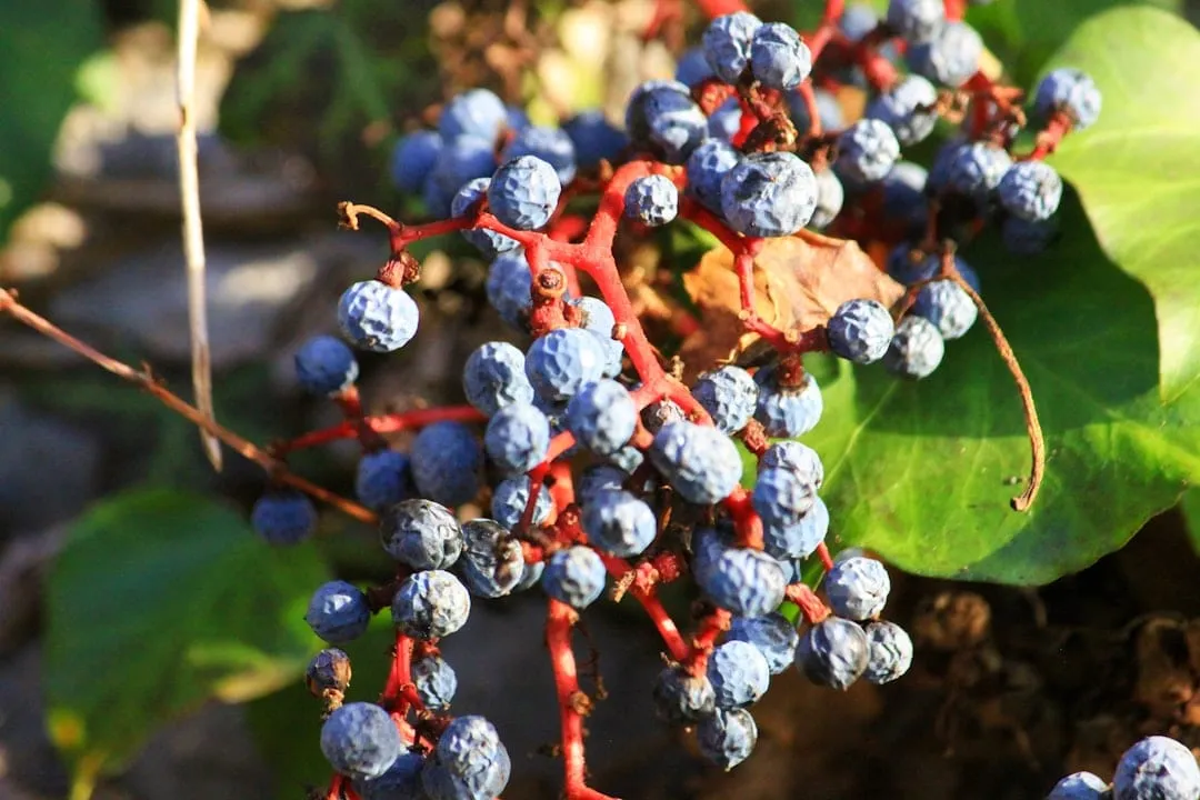 Vinos Orgánicos y Biodinámicos en Argentina: La Revolución Sustentable del Terroir