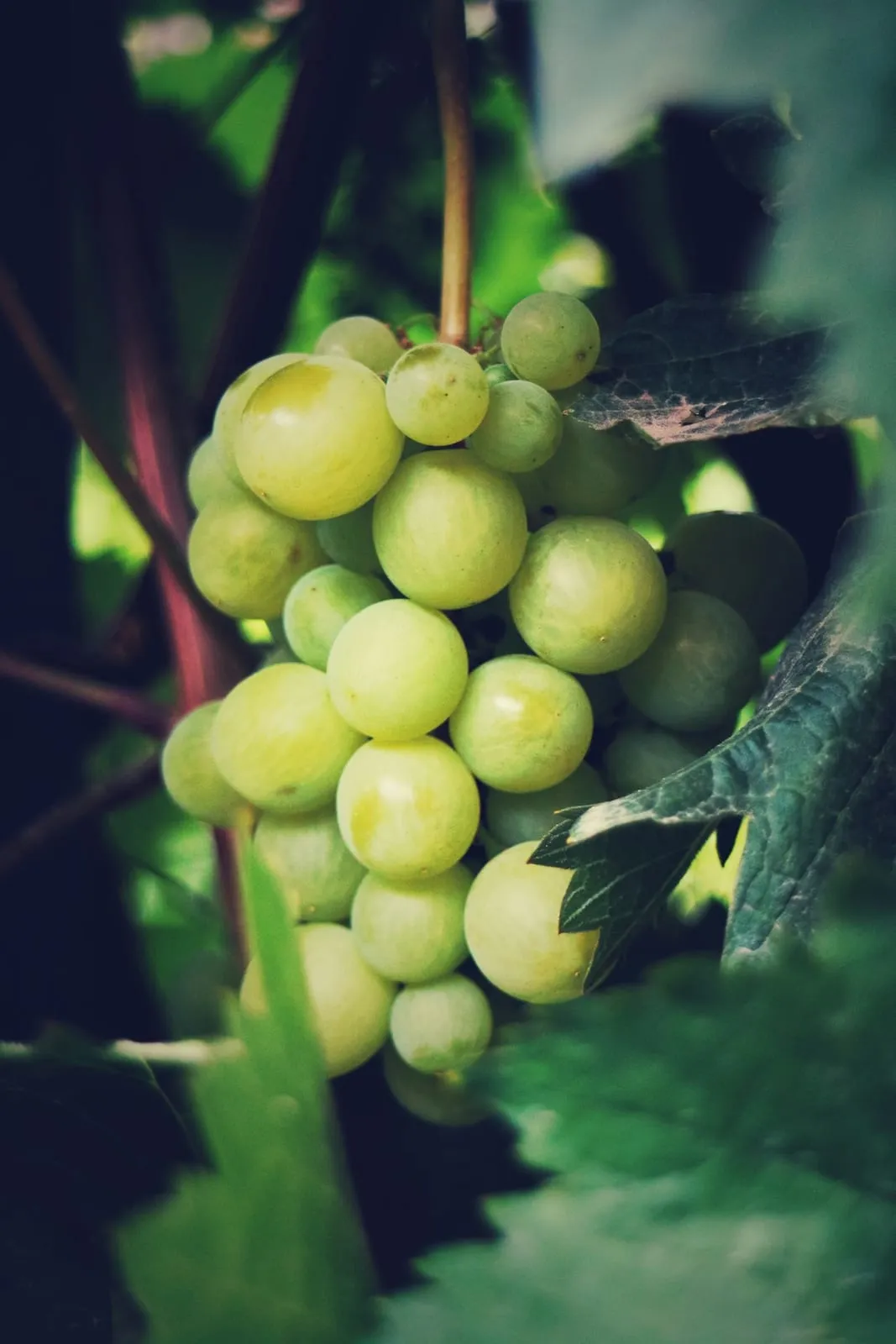 Torrontés: El Blanco Aromático que Conquista desde los Valles Calchaquíes