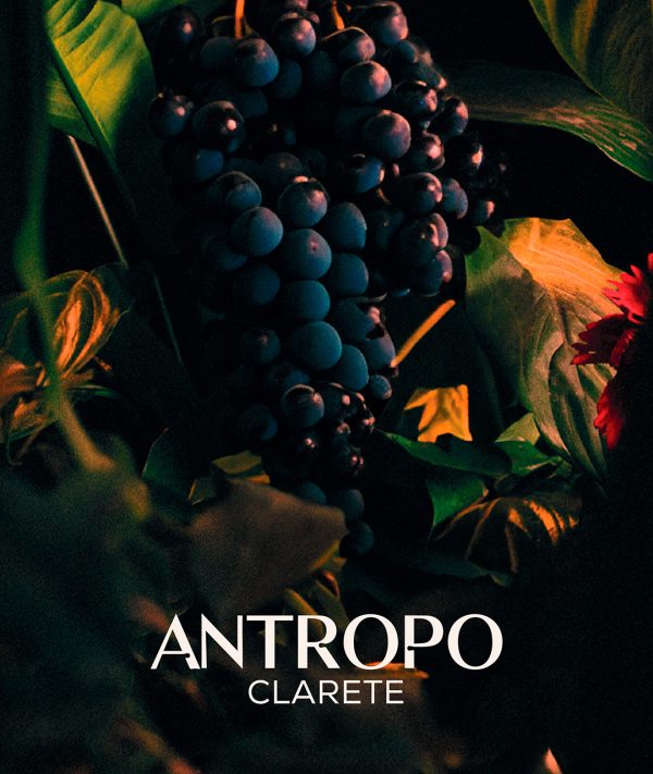 Antropo - Clarete - Imagen 3