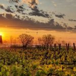 Nuevas zonas emergentes del vino argentino: territorios que amplían el mapa
