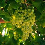 Chardonnay Argentino: Del Frescor Mineral a la Elegante Complejidad