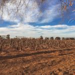 San Juan: Donde la Tradición Vitivinícola se Encuentra con la Innovación Argentina