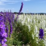 Biodiversidad en Viñedos Argentinos: Cuando la Viticultura Abraza la Naturaleza