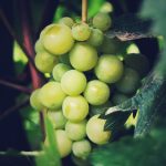 Torrontés: El Blanco Aromático que Conquista desde los Valles Calchaquíes