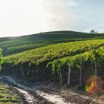 El NOA vitivinícola: por qué Jujuy y Catamarca son la nueva frontera del vino argentino
