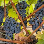 Pielihueso Naranjo de Ánfora 2024: el vino naranjo que fermenta en barro