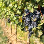 Blancos y mariscos: los vinos de autor que reinventan la carta de mar