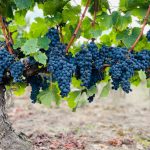 Asado argentino con vinos de autor: más allá del Malbec de siempre