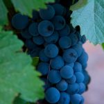 Pielihueso Naranjo de Ánfora 2024: el vino natural que redefine la vinoteca